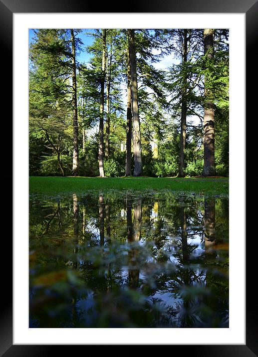 Trees and reflection in a puddle Framed Mounted Print by Jonathan Evans