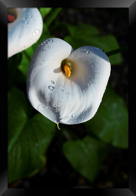 White Lily and water droplets  Framed Print by Jonathan Evans