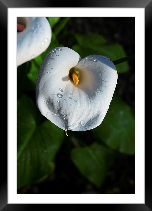 White Lily and water droplets  Framed Mounted Print by Jonathan Evans
