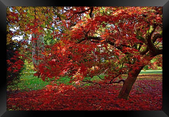 Red Maple leaves in autumn Framed Print by Jonathan Evans
