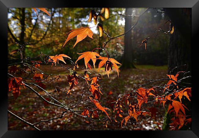 Maple leaves with sun light  Framed Print by Jonathan Evans
