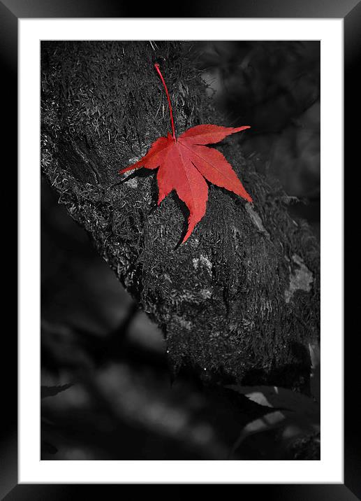 Red maple on branch. Black and white  Framed Mounted Print by Jonathan Evans