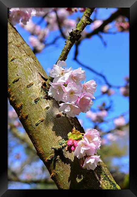 Spring time blossom on branch  Framed Print by Jonathan Evans