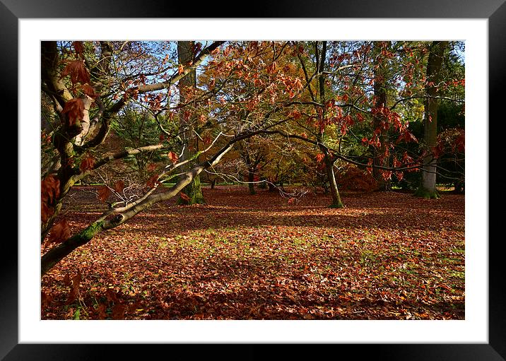 Autumn with Maple trees and leaves Framed Mounted Print by Jonathan Evans