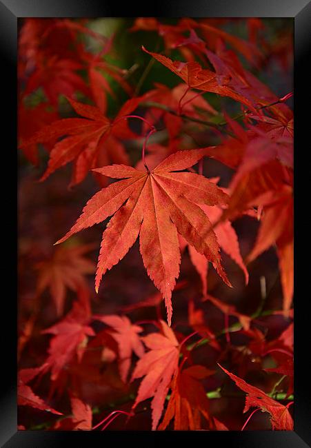 Maple leaves Framed Print by Jonathan Evans
