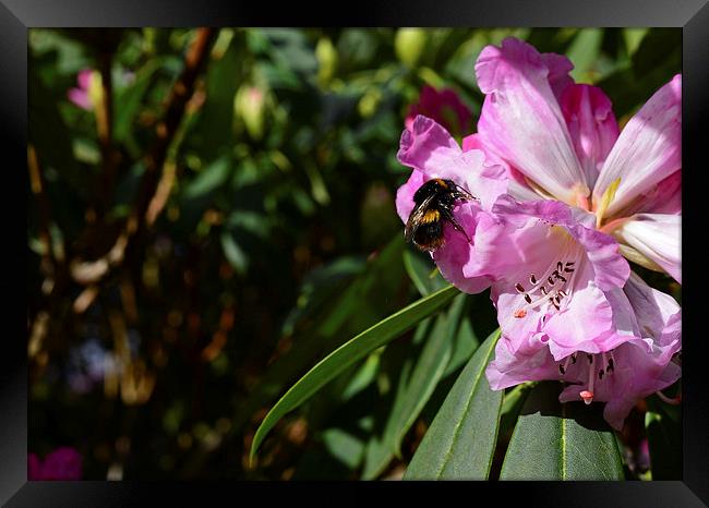 Rhododendron and bumble bee  Framed Print by Jonathan Evans