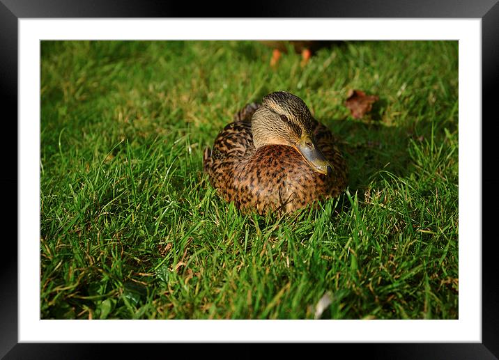 White backed duck Framed Mounted Print by Jonathan Evans