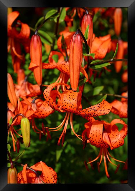 Tiger Lily  Framed Print by Jonathan Evans