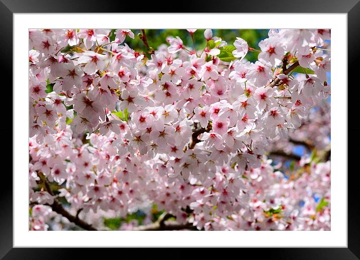 Cherry Blossom in the Spring  Framed Mounted Print by Jonathan Evans