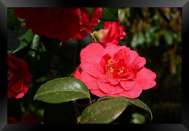 Red camellia and rain Framed Print by Jonathan Evans