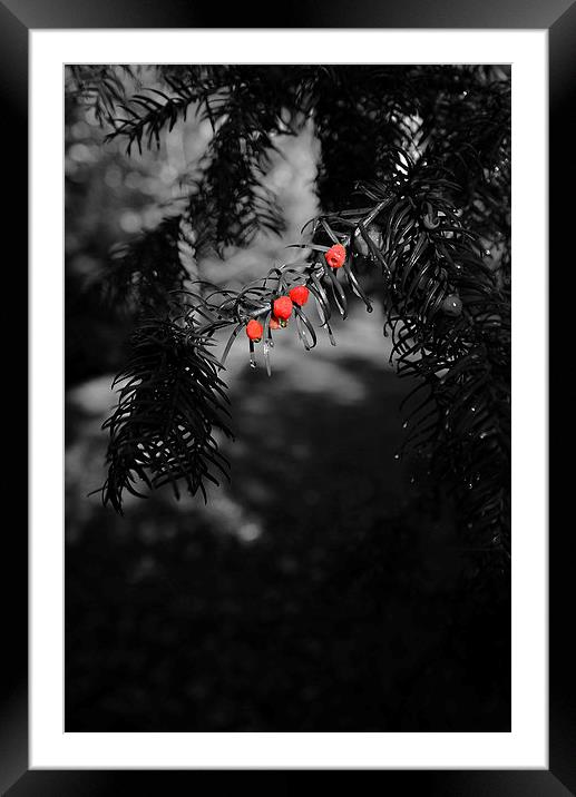 Red berries in black and white Framed Mounted Print by Jonathan Evans