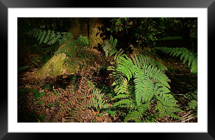 Ferns Forest floor  Framed Mounted Print by Jonathan Evans