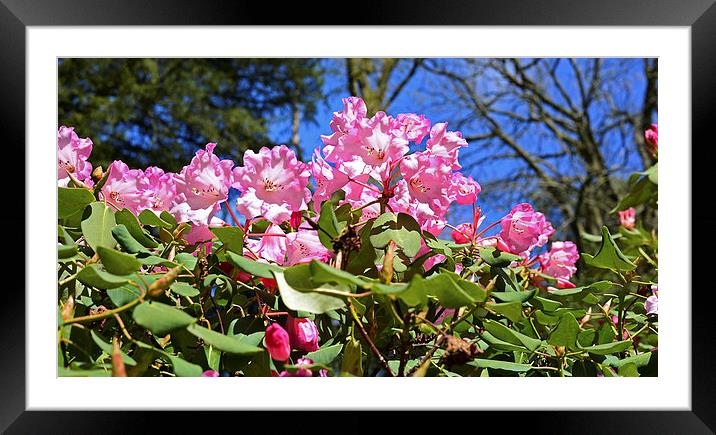 Pink Azaleas with a blue sky in the back  Framed Mounted Print by Jonathan Evans