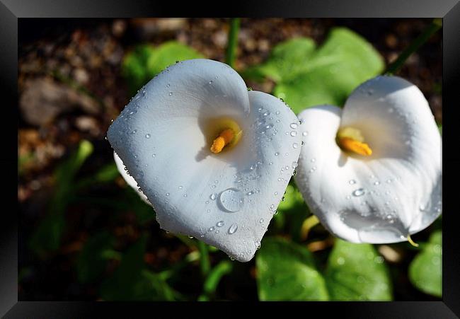 Arum lily and rain drops  Framed Print by Jonathan Evans