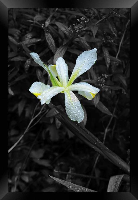 White Lily water droplets and black and white Framed Print by Jonathan Evans