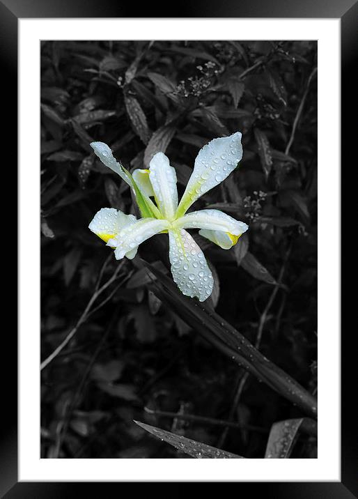 White Lily water droplets and black and white Framed Mounted Print by Jonathan Evans