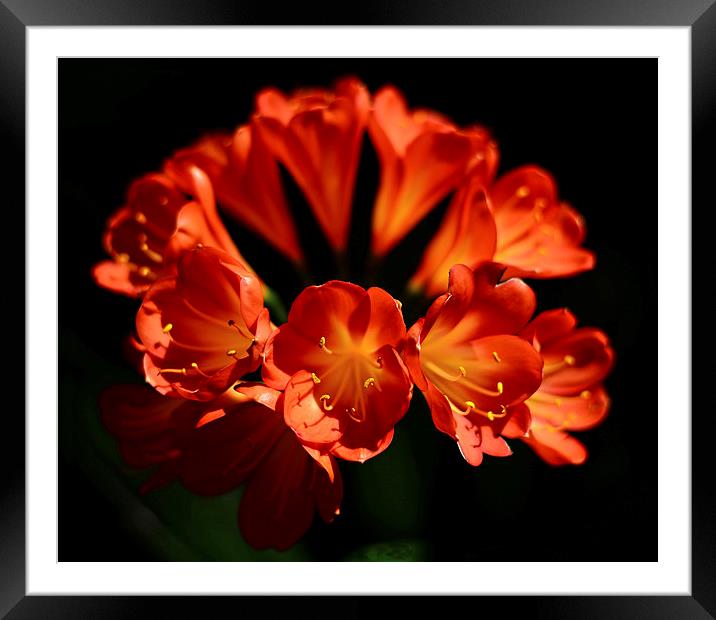 Red flowers high contrast black background  Framed Mounted Print by Jonathan Evans