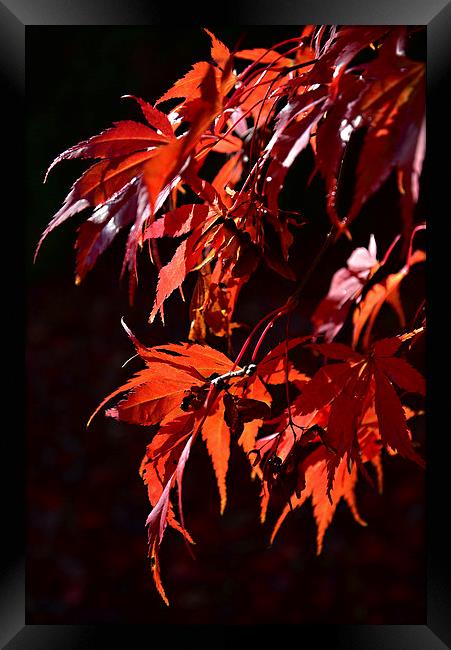 Deep red Maple leaves in the sun light  Framed Print by Jonathan Evans