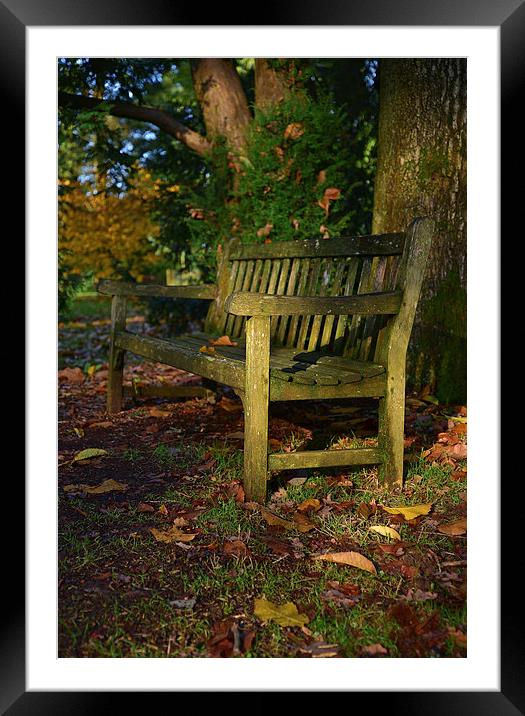 Wooden bench in autumn with maple trees  Framed Mounted Print by Jonathan Evans