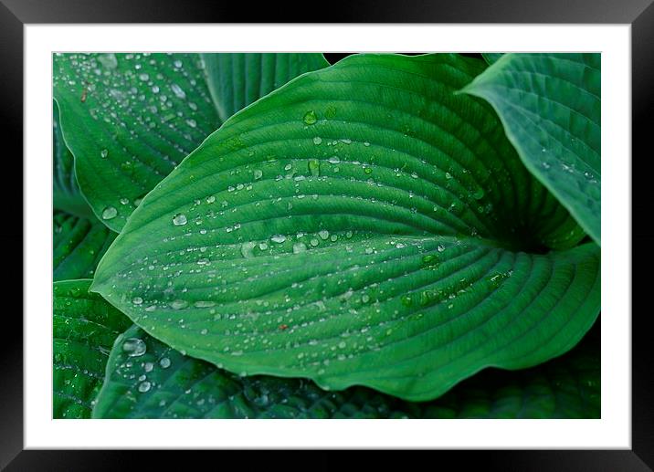 Green leaf and rain droplets  Framed Mounted Print by Jonathan Evans