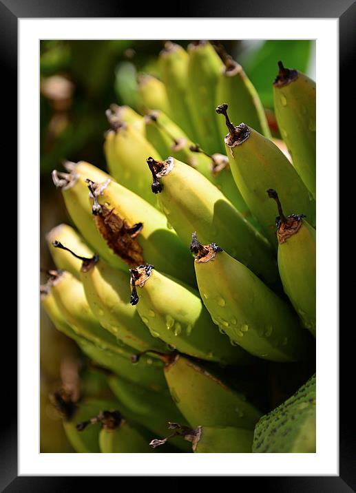 Hand of bananas turning yellow Framed Mounted Print by Jonathan Evans