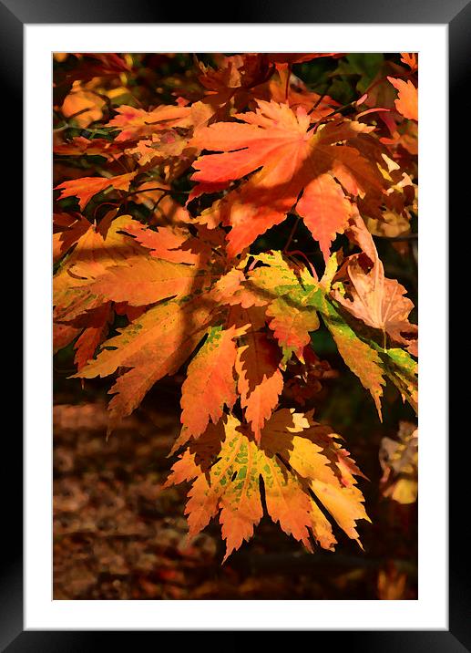 Maple leaves painting effect  Framed Mounted Print by Jonathan Evans