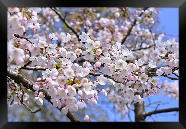 Spring time blossom Framed Print by Jonathan Evans