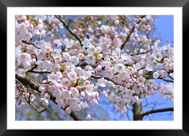 Spring time blossom Framed Mounted Print by Jonathan Evans
