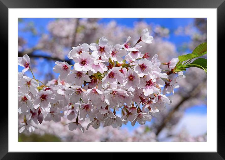 White blossom during the Spring with foliage Framed Mounted Print by Jonathan Evans