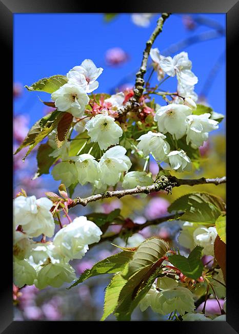 White Blossom and blue skies Framed Print by Jonathan Evans