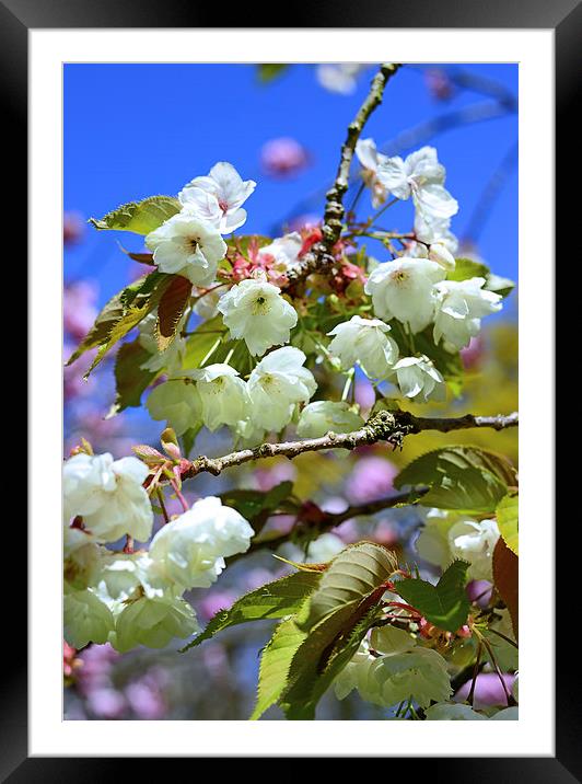 White Blossom and blue skies Framed Mounted Print by Jonathan Evans