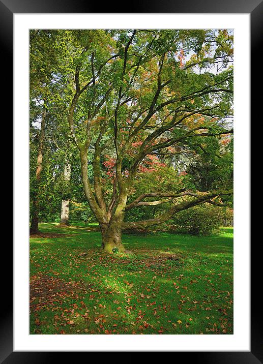 Autumn past 2014 and maple trees Framed Mounted Print by Jonathan Evans