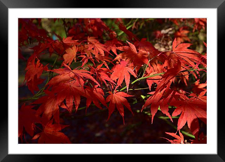 Autumn tints and sun light Framed Mounted Print by Jonathan Evans