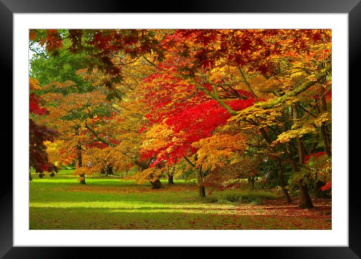 Autumn Tints with maple trees Framed Mounted Print by Jonathan Evans