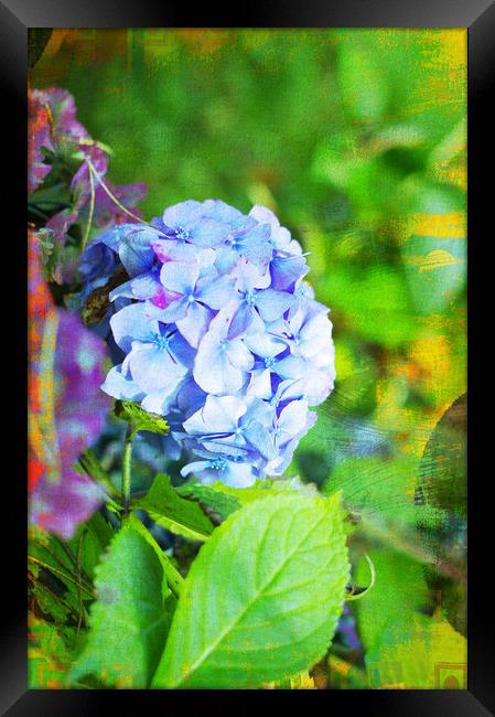 Blue Rhododendron Framed Print by Jonathan Evans