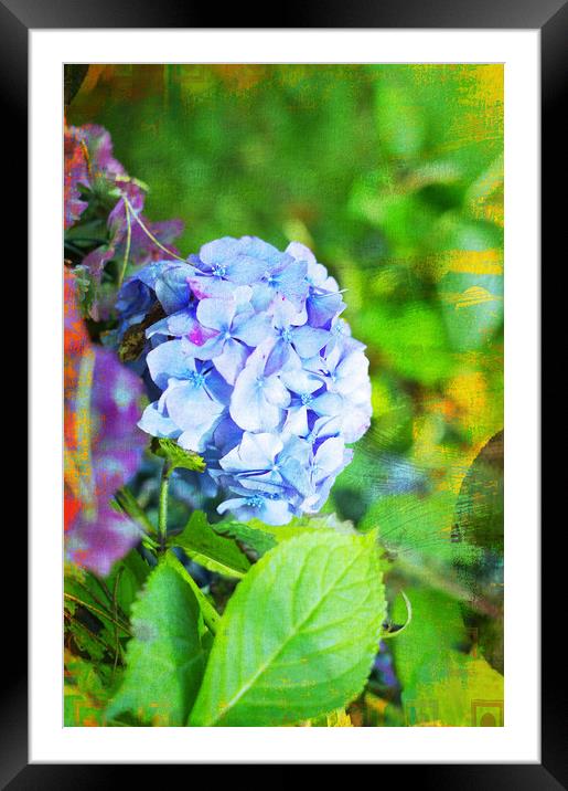 Blue Rhododendron Framed Mounted Print by Jonathan Evans
