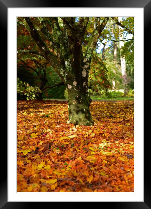 Autumnal Trees Framed Mounted Print by Jonathan Evans