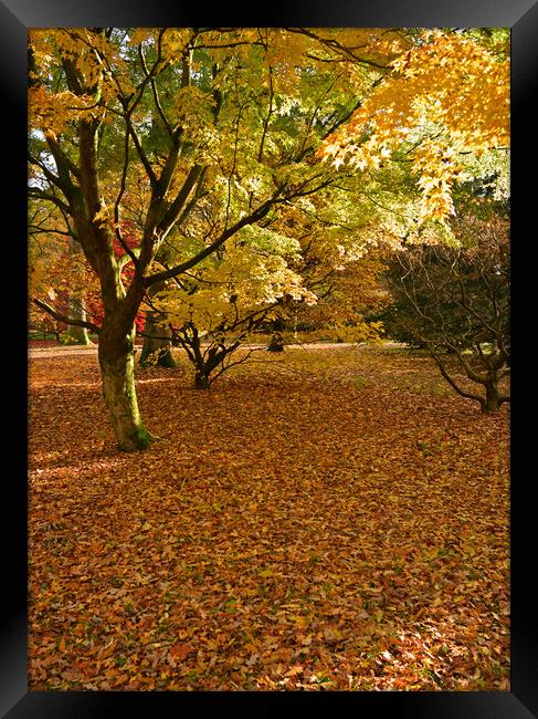 Maple trees Framed Print by Jonathan Evans