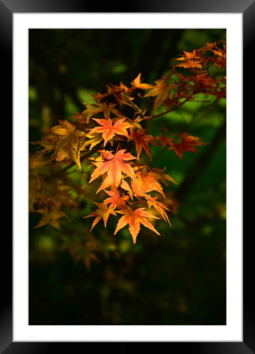 Maple Leaves in the Autumn Framed Mounted Print by Jonathan Evans