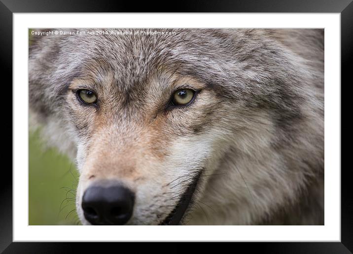 Wolf eyes Framed Mounted Print by Darren Foltinek