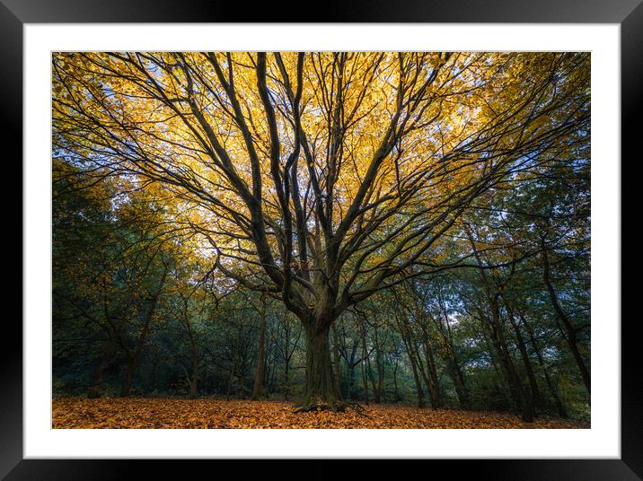 Autumn Tree Framed Mounted Print by Rob Pitt