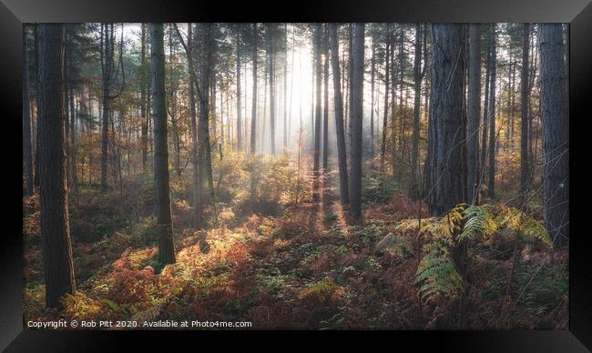 Delamere Forest Misty Morning Framed Print by Rob Pitt