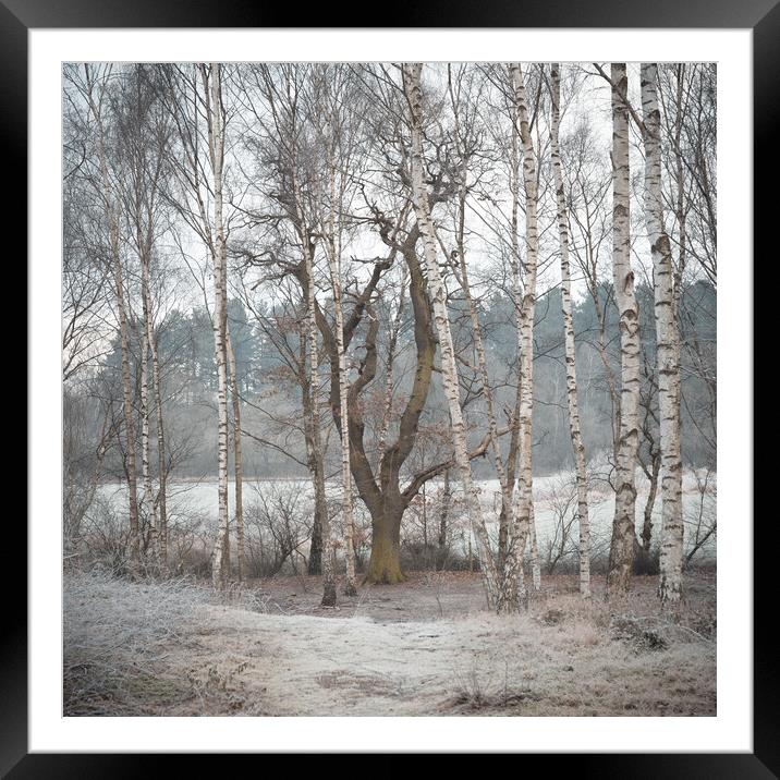 Winter woodland Framed Mounted Print by Jason Thompson