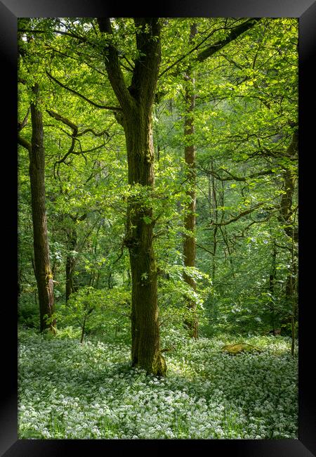 wild garlic woods Framed Print by Jason Thompson