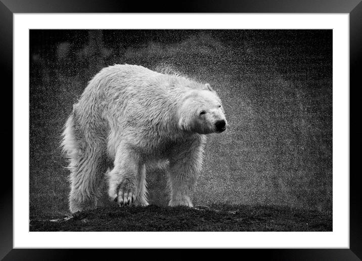 A polar bear shaking  itsself dry Framed Mounted Print by Jason Thompson