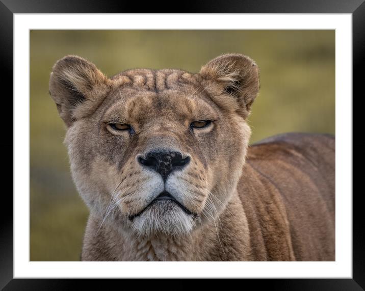 A lion looking at the camera Framed Mounted Print by Jason Thompson
