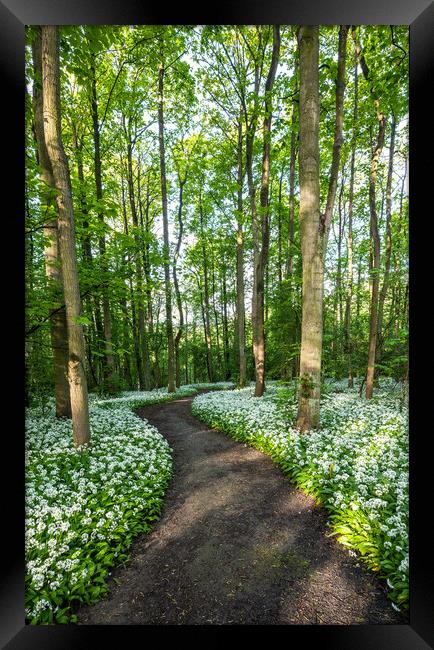 Woodland walk Framed Print by Jason Thompson