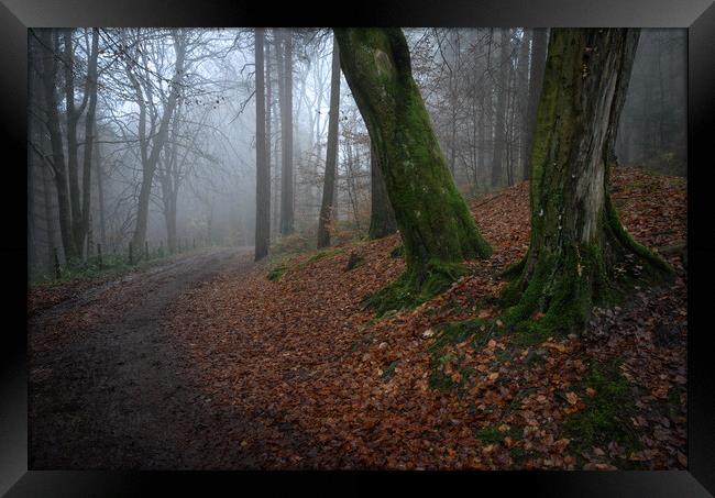 Whyming brook woodland Framed Print by Jason Thompson