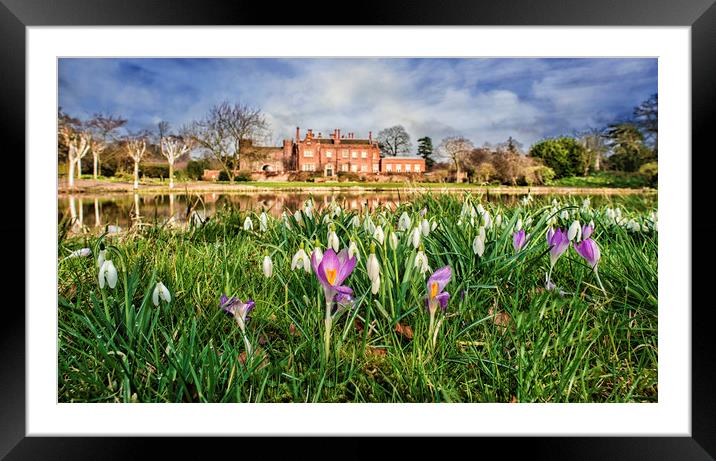 snowdrops and crocuses Framed Mounted Print by Jason Thompson