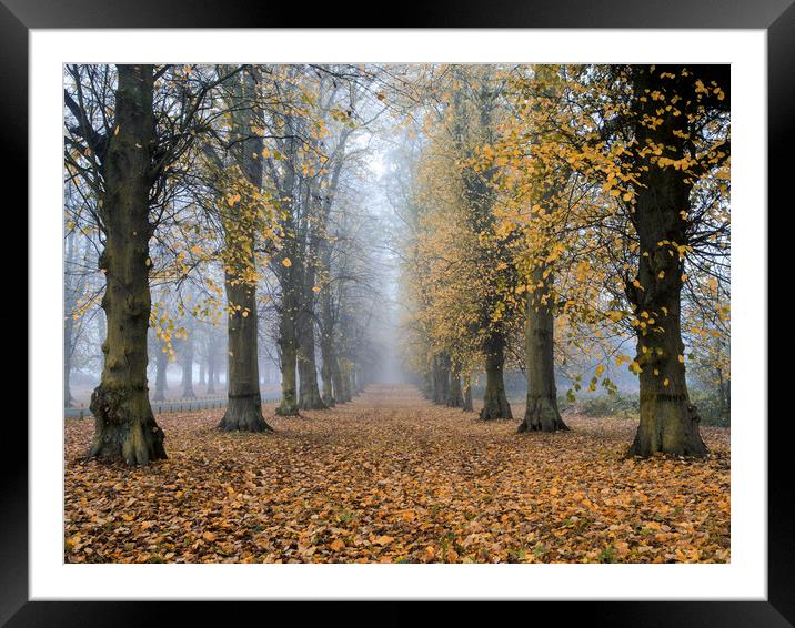 clumber park Framed Mounted Print by Jason Thompson